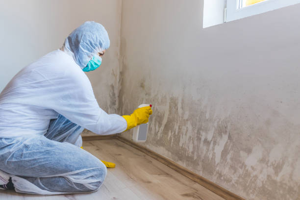 Licensed Mold Testing service in Zeeland, MI - WQB Mold Removal